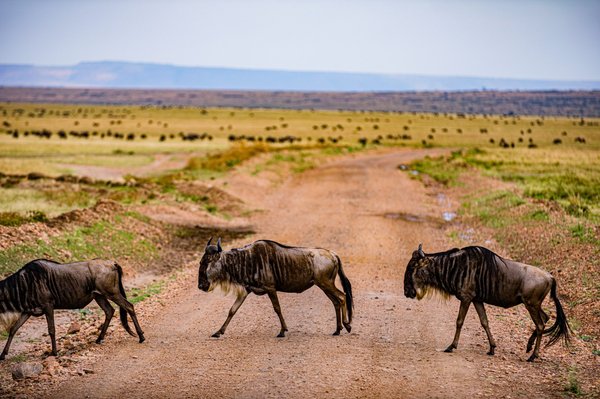 Les 5 clés pour réussir la migration de votre portefeuille syndic.